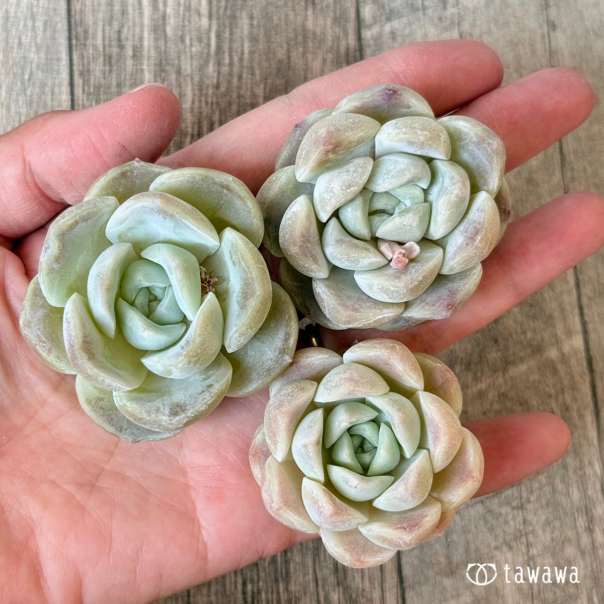 New Arrivals: Ice Green