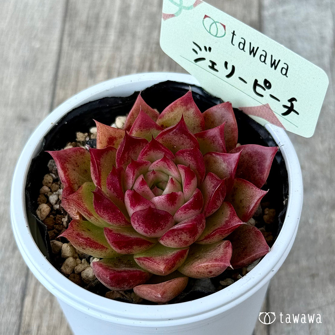 ＊新発売＊　ジェリーピーチ①　【tawawaハウス苗】