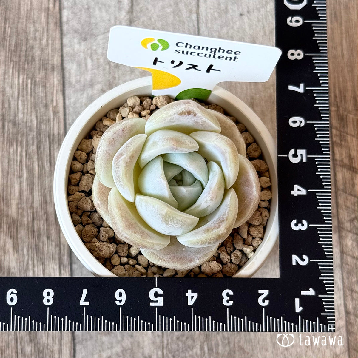New Arrivals: Ice Green