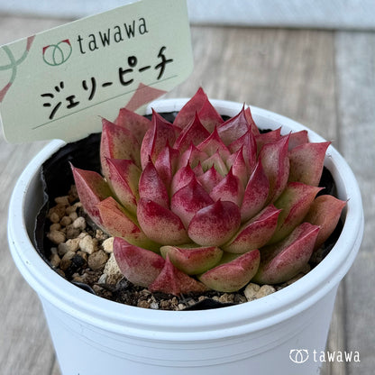 ＊新発売＊　ジェリーピーチ①　【tawawaハウス苗】