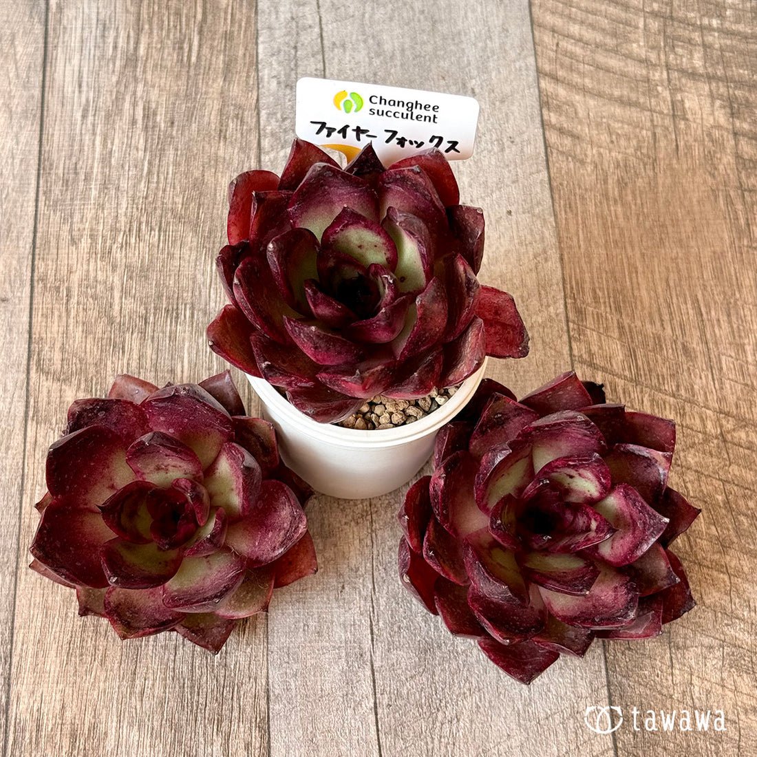 New Arrivals: Ice Green