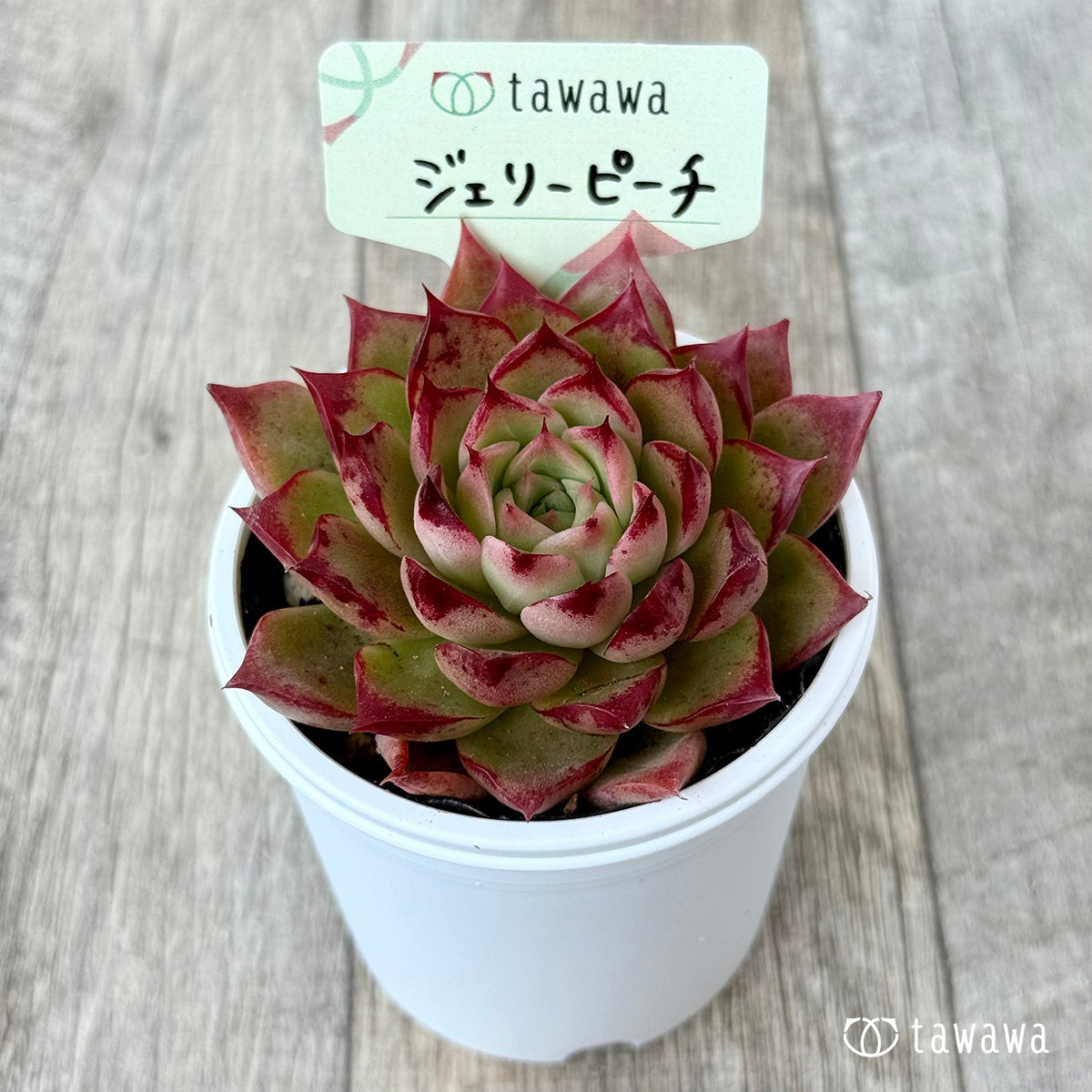 ジェリーピーチ②【tawawaハウス苗】