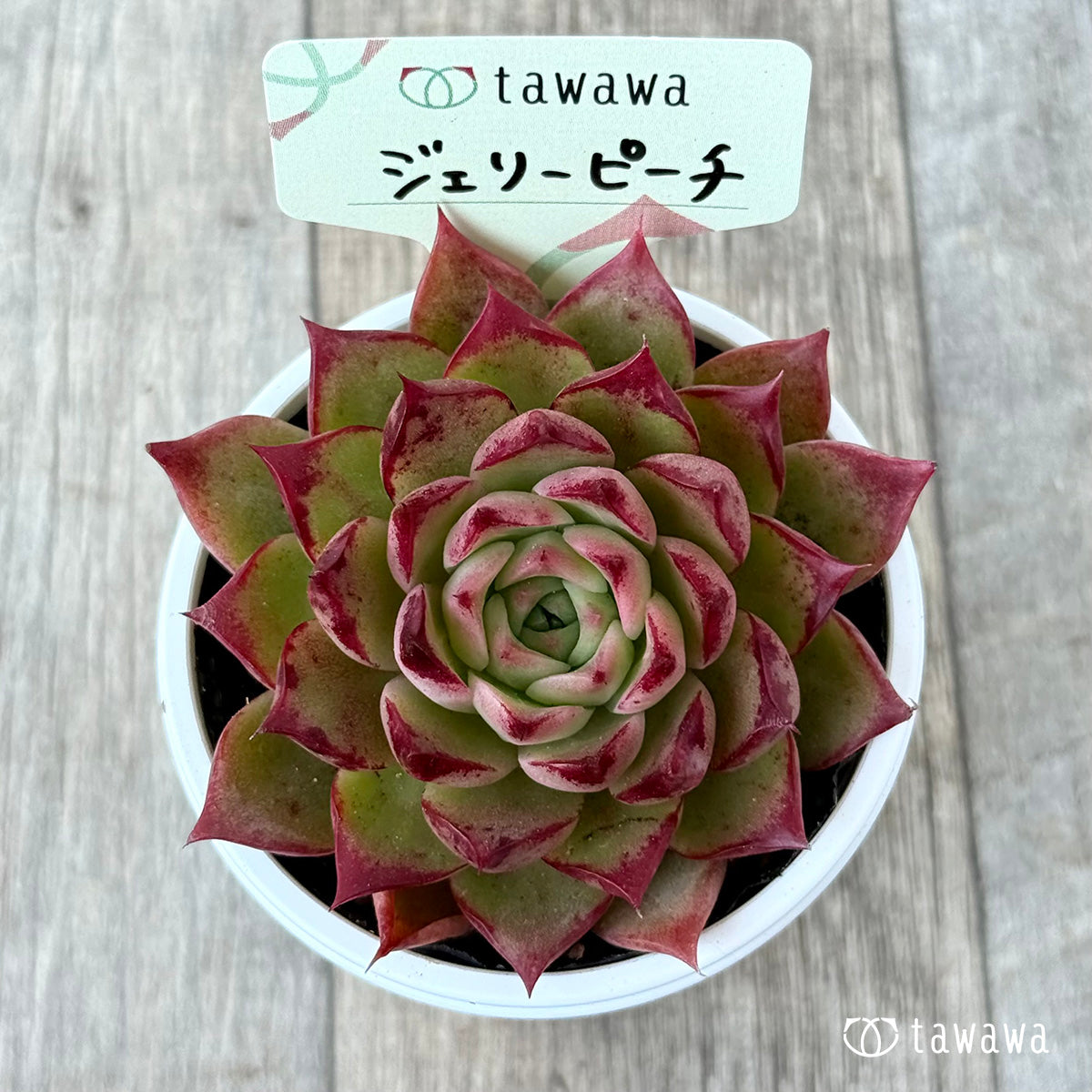 ジェリーピーチ②【tawawaハウス苗】