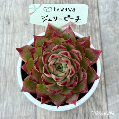 ＊新発売＊　ジェリーピーチ②【tawawaハウス苗】