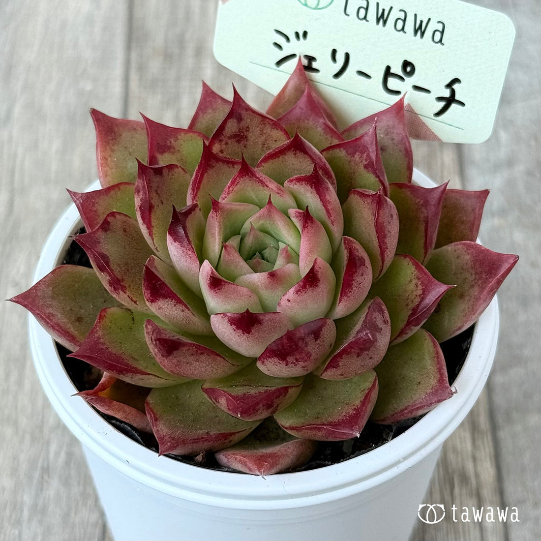 *新発売* ジェリーピーチ②【tawawaハウス苗】