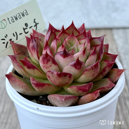 ＊新発売＊　ジェリーピーチ②【tawawaハウス苗】