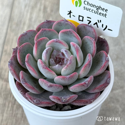 ＊新発売＊　オーロラベリー①（チャンヒー農園）【tawawaハウス苗】