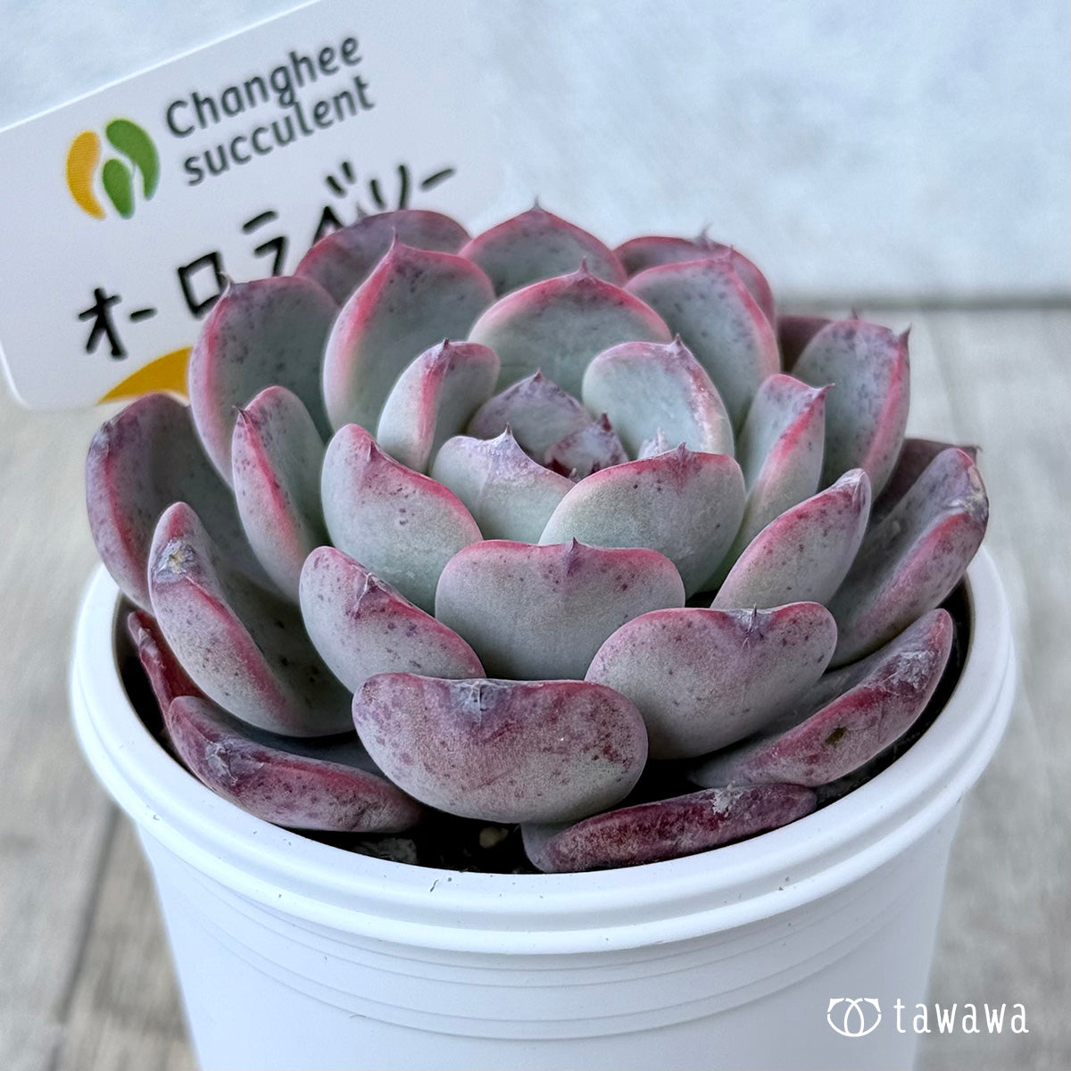 ＊新発売＊　オーロラベリー①（チャンヒー農園）【tawawaハウス苗】