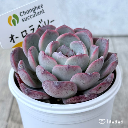 ＊新発売＊　オーロラベリー①（チャンヒー農園）【tawawaハウス苗】