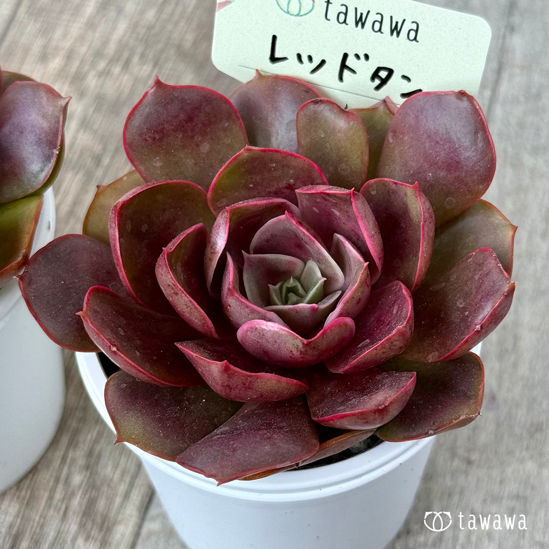 ＊新発売＊　レッドタン【tawawaハウス苗】