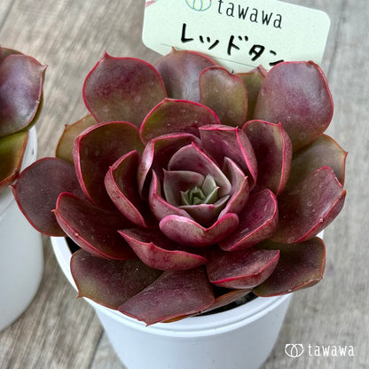 ＊新発売＊　レッドタン【tawawaハウス苗】