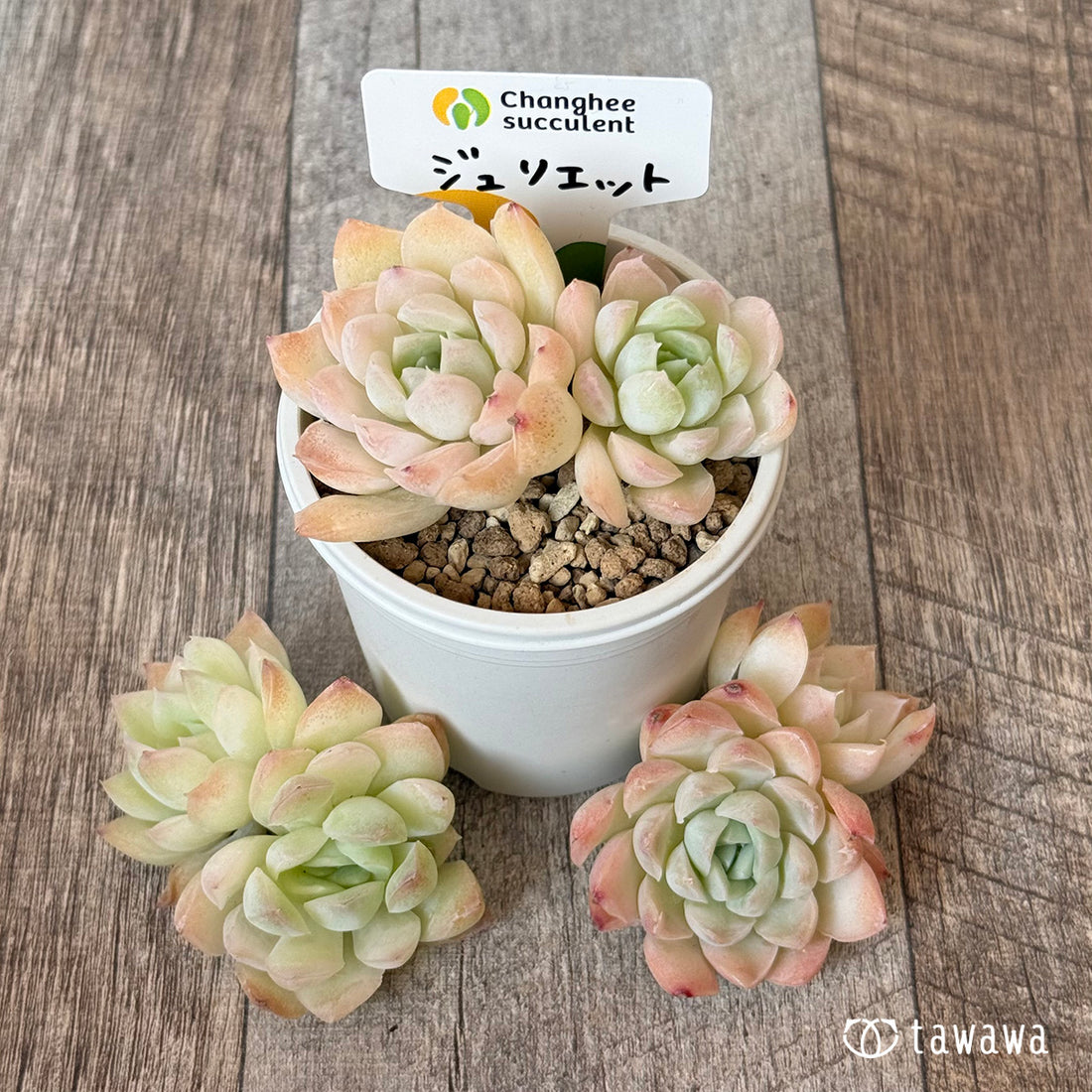 New Arrivals: Ice Green