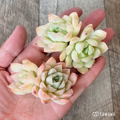 New Arrivals: Ice Green