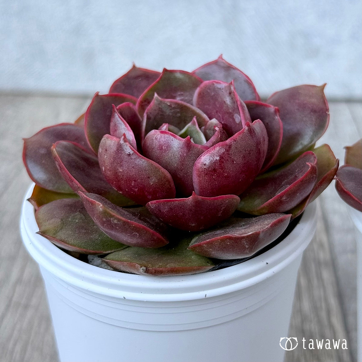 ＊新発売＊　レッドタン【tawawaハウス苗】