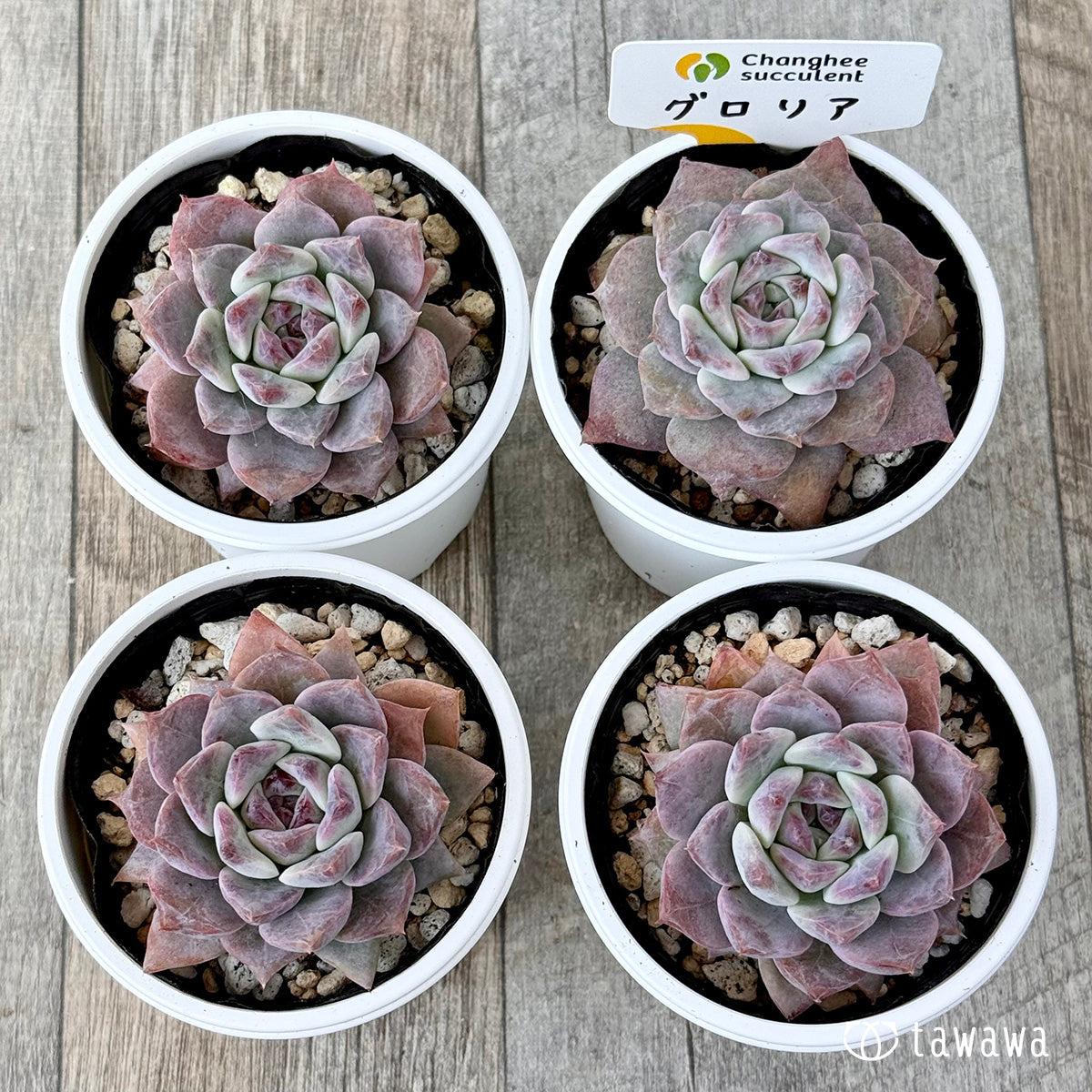 ＊新発売＊　グロリア【小】（チャンヒー農園）【tawawaハウス苗】