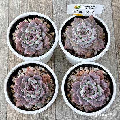 ＊新発売＊　グロリア【小】（チャンヒー農園）【tawawaハウス苗】