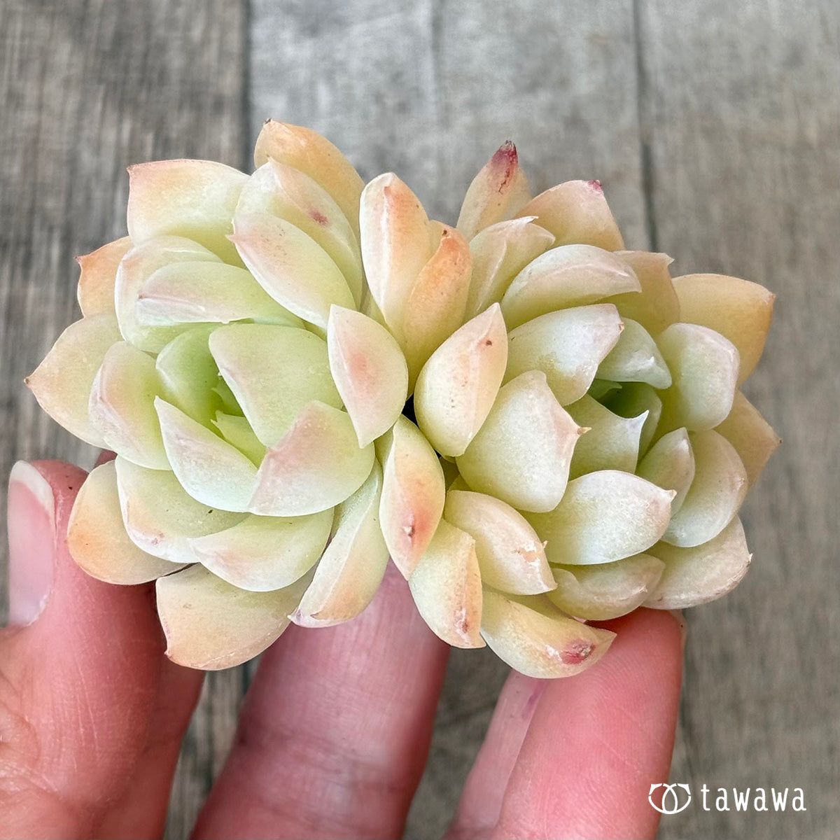 New Arrivals: Ice Green