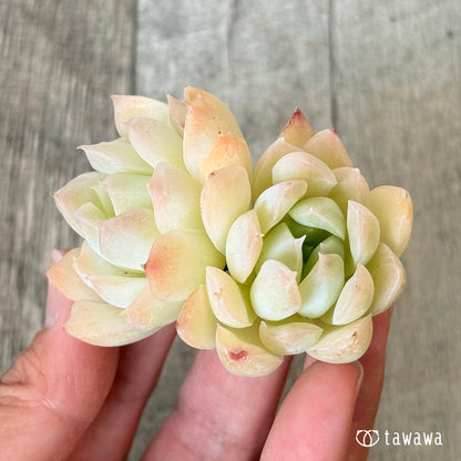New Arrivals: Ice Green