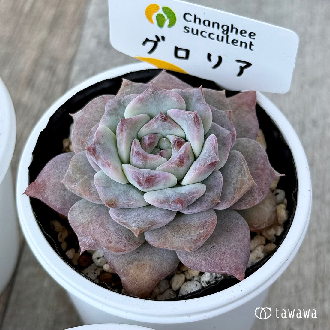 ＊新発売＊　グロリア【小】（チャンヒー農園）【tawawaハウス苗】