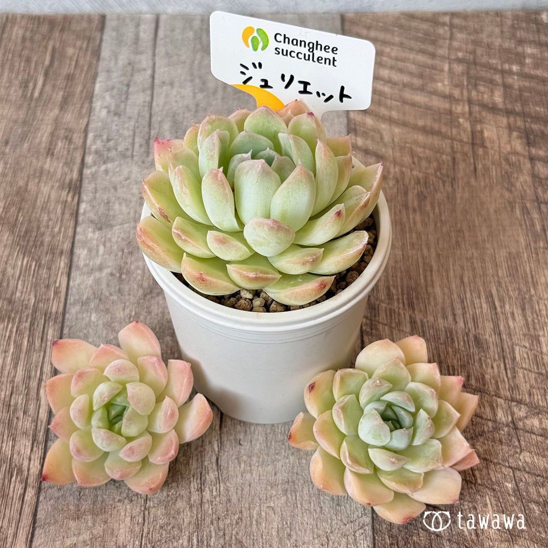 New Arrivals: Ice Green