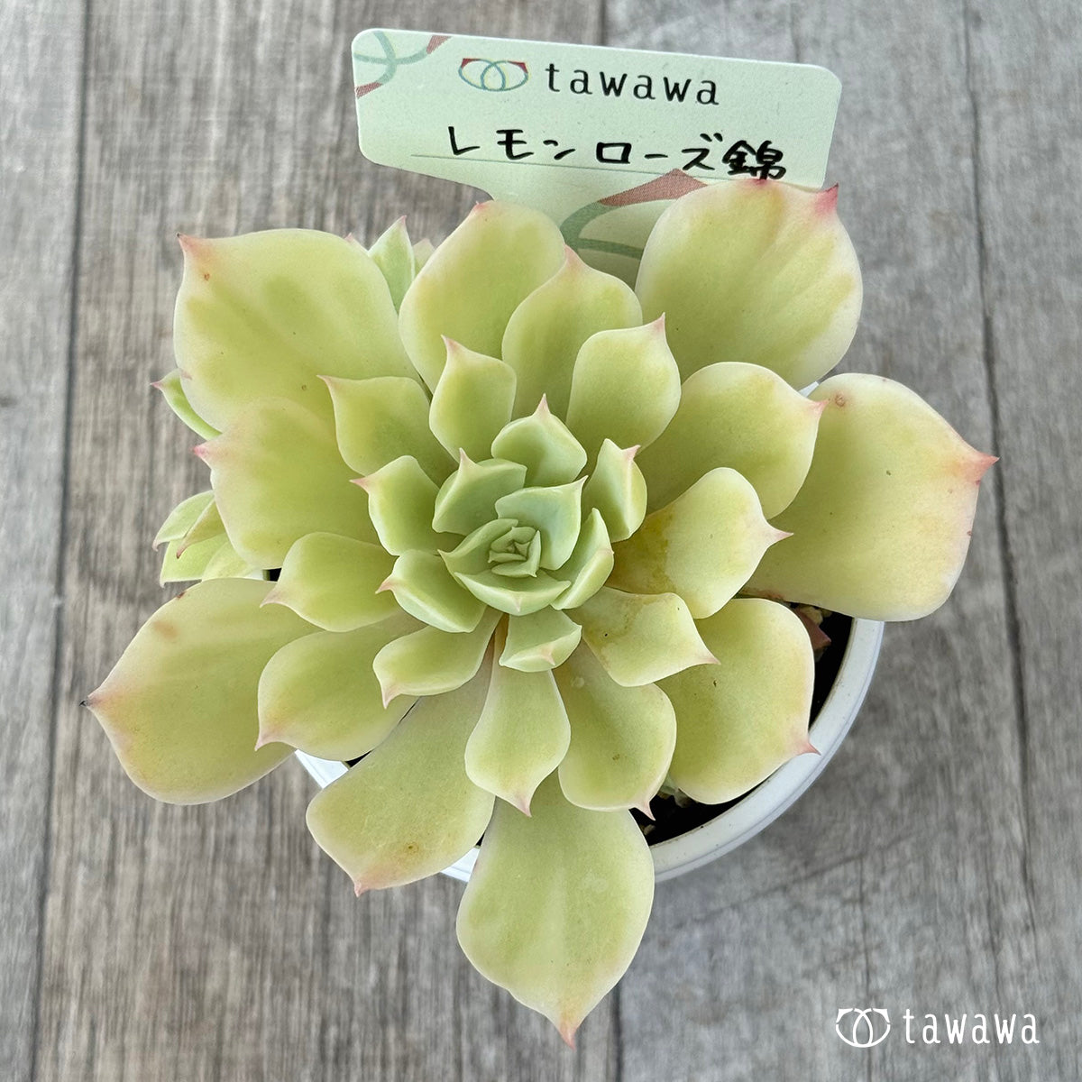 レモンローズ錦①【tawawaハウス苗】