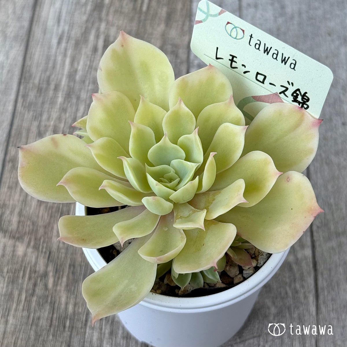 Lemon Rose Nishiki ① [tawawa house seedling]