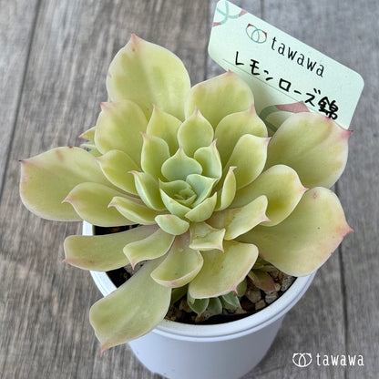 レモンローズ錦①【tawawaハウス苗】