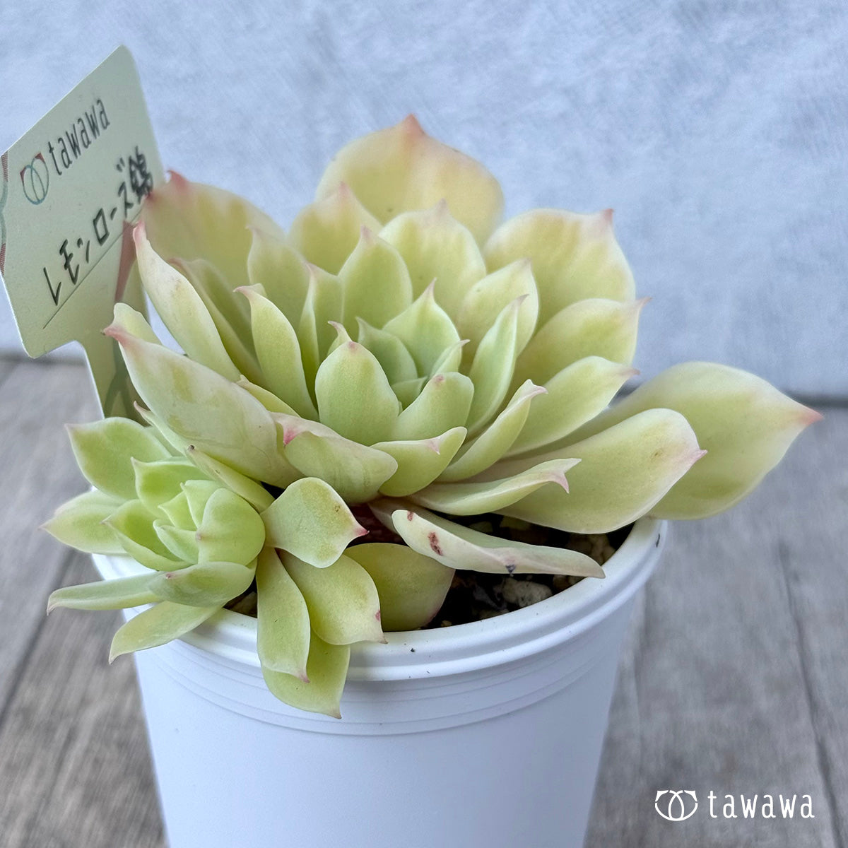 Lemon Rose Nishiki ① [tawawa house seedling]