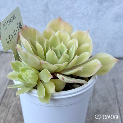 レモンローズ錦①【tawawaハウス苗】