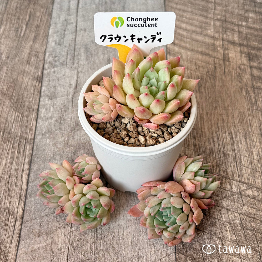 New Arrivals: Ice Green