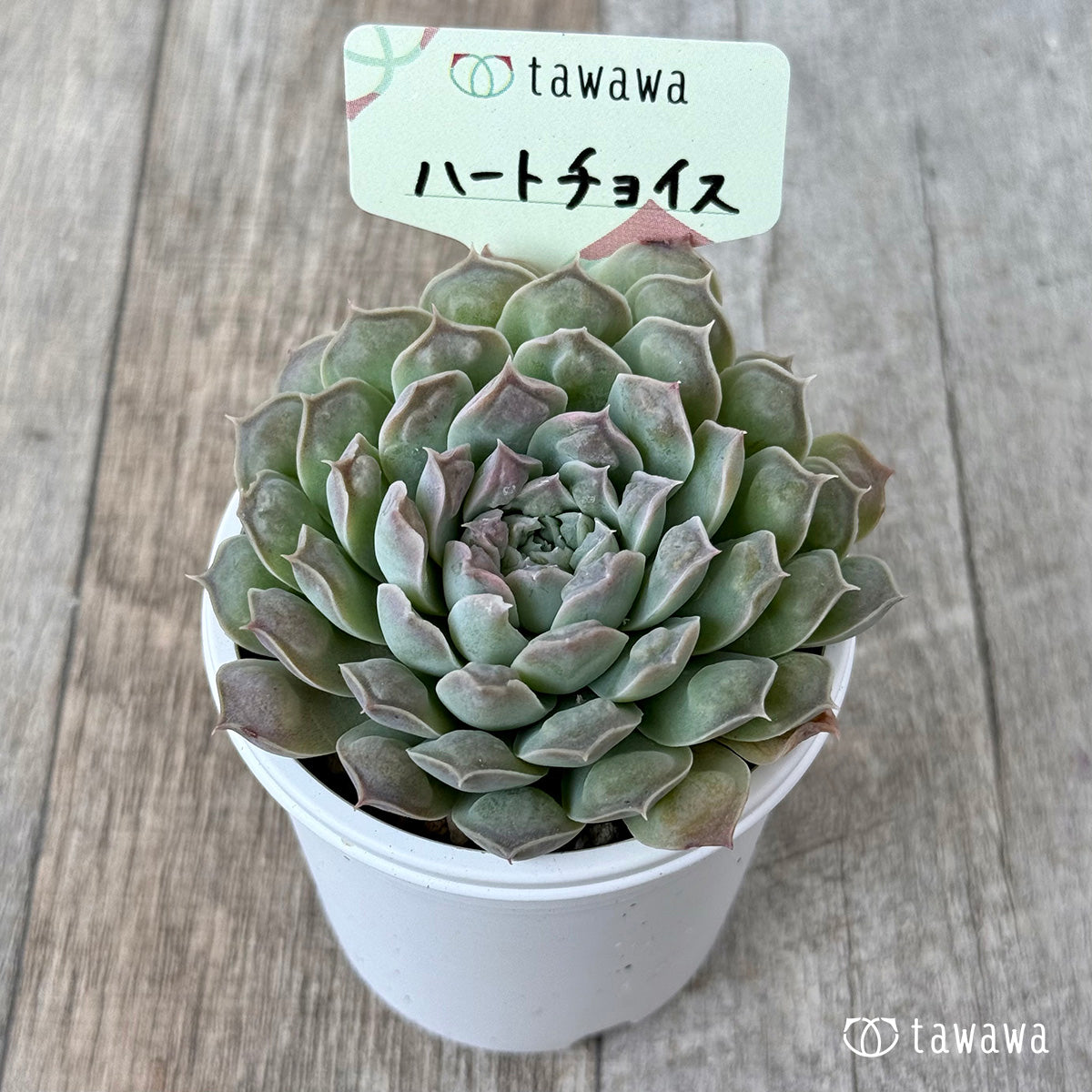 Koroki