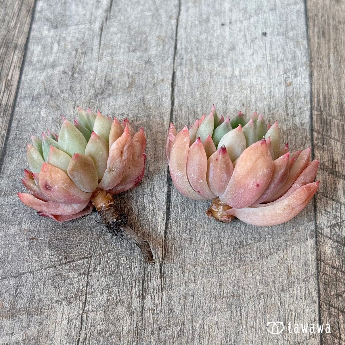 New Arrivals: Ice Green
