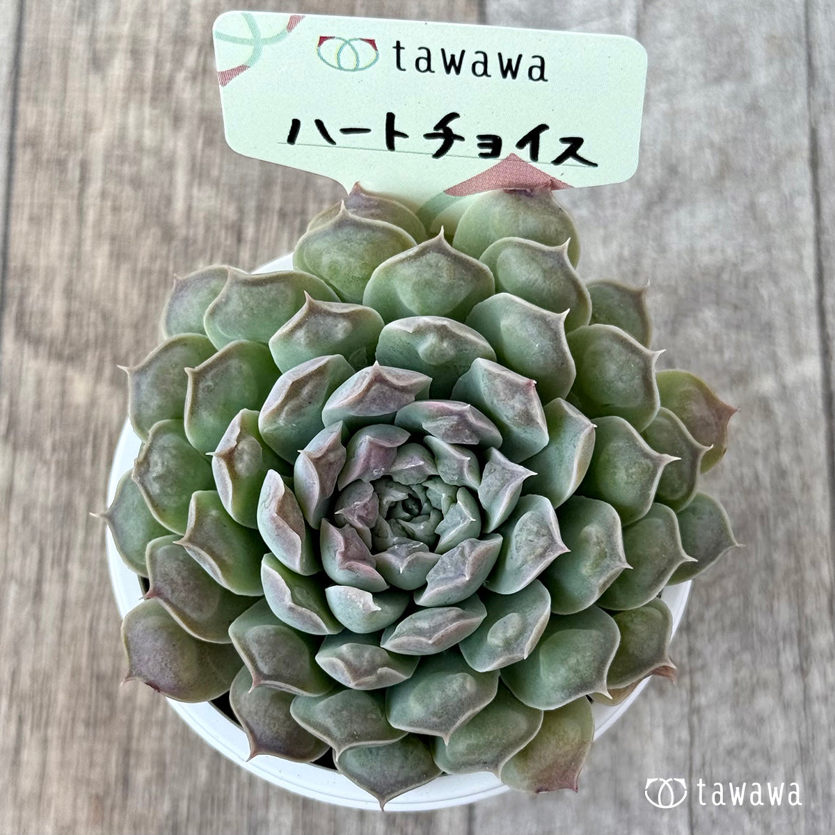 Koroki