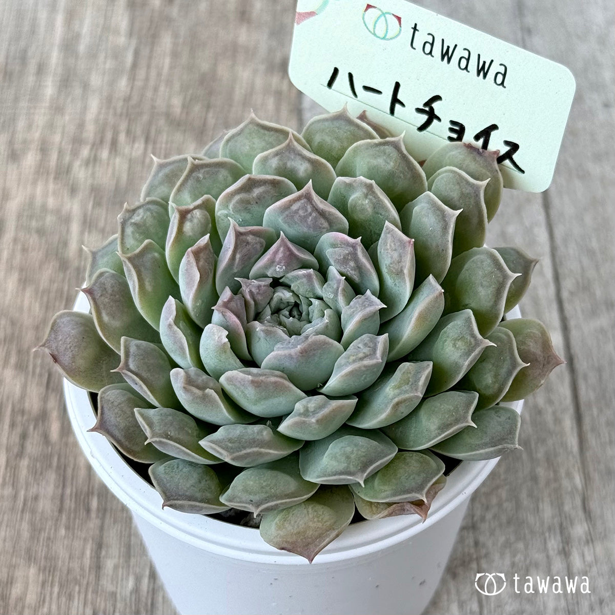 Koroki