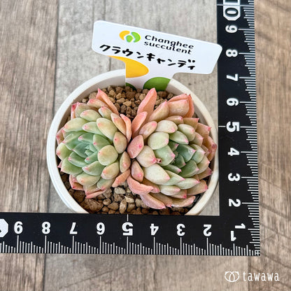 New Arrivals: Ice Green