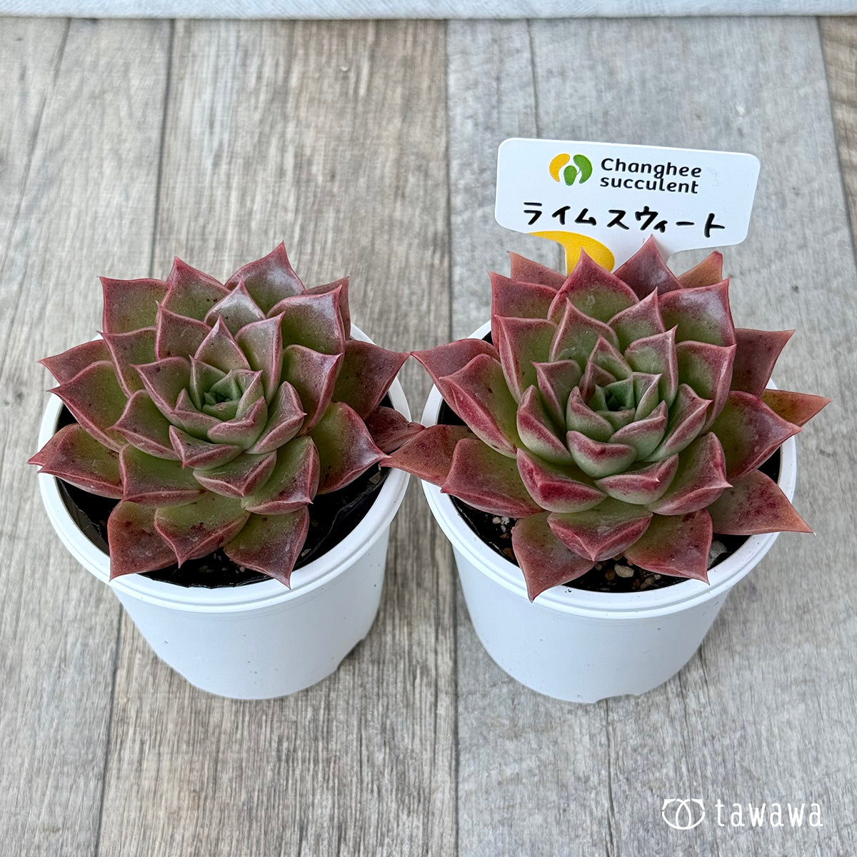 New Arrivals: Ice Green