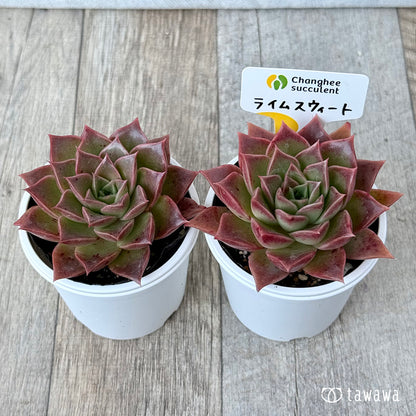 New Arrivals: Ice Green