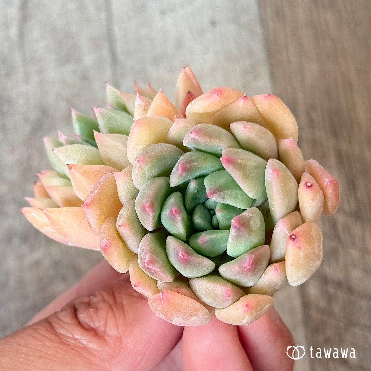 New Arrivals: Ice Green