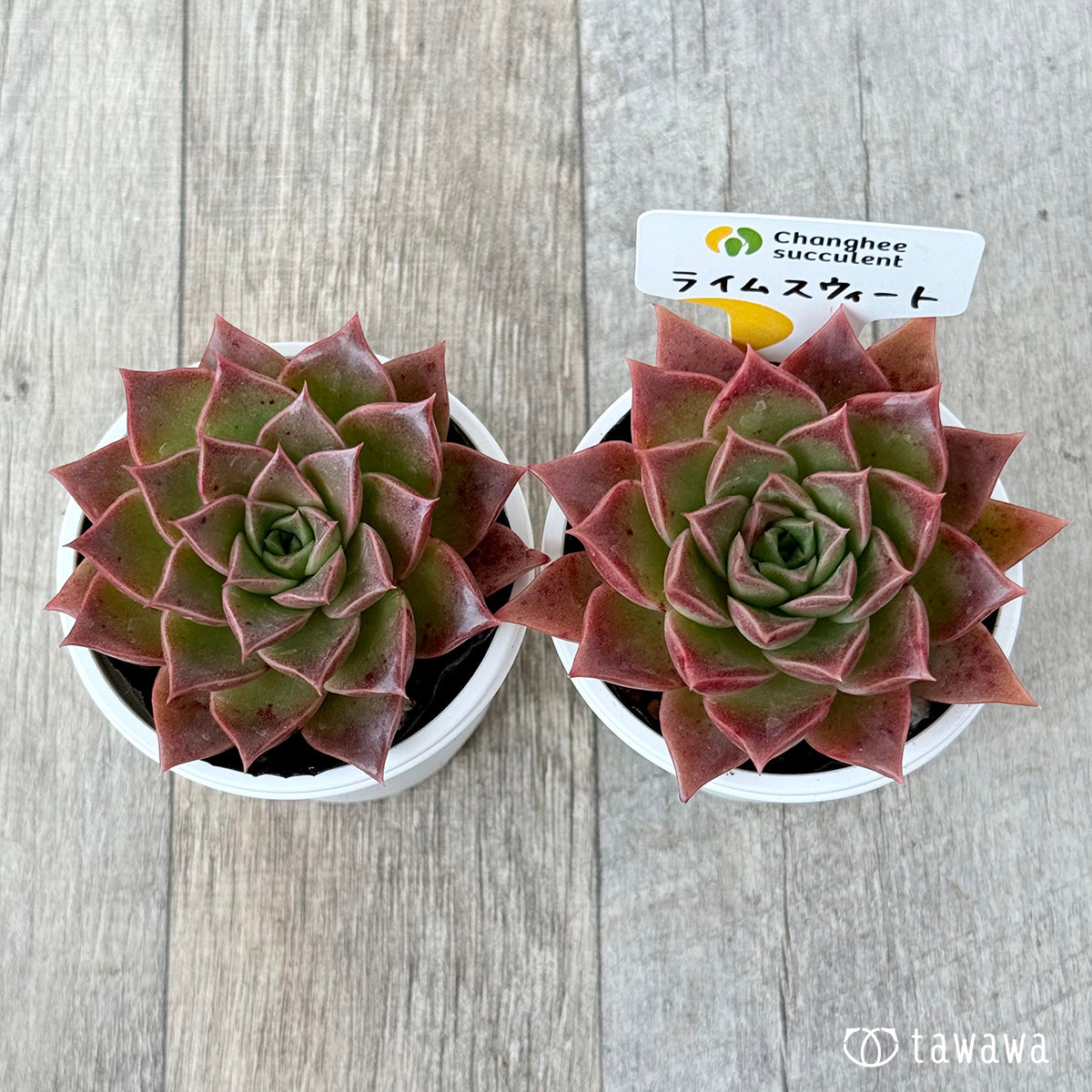 New Arrivals: Ice Green