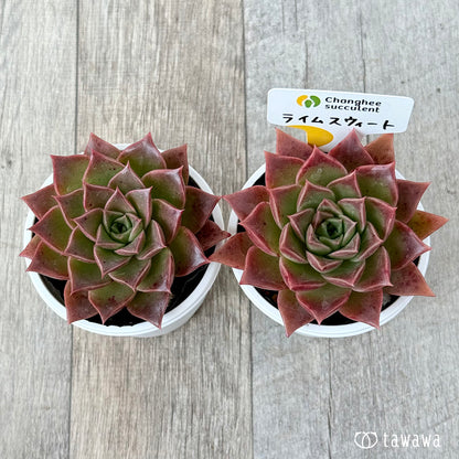 New Arrivals: Ice Green