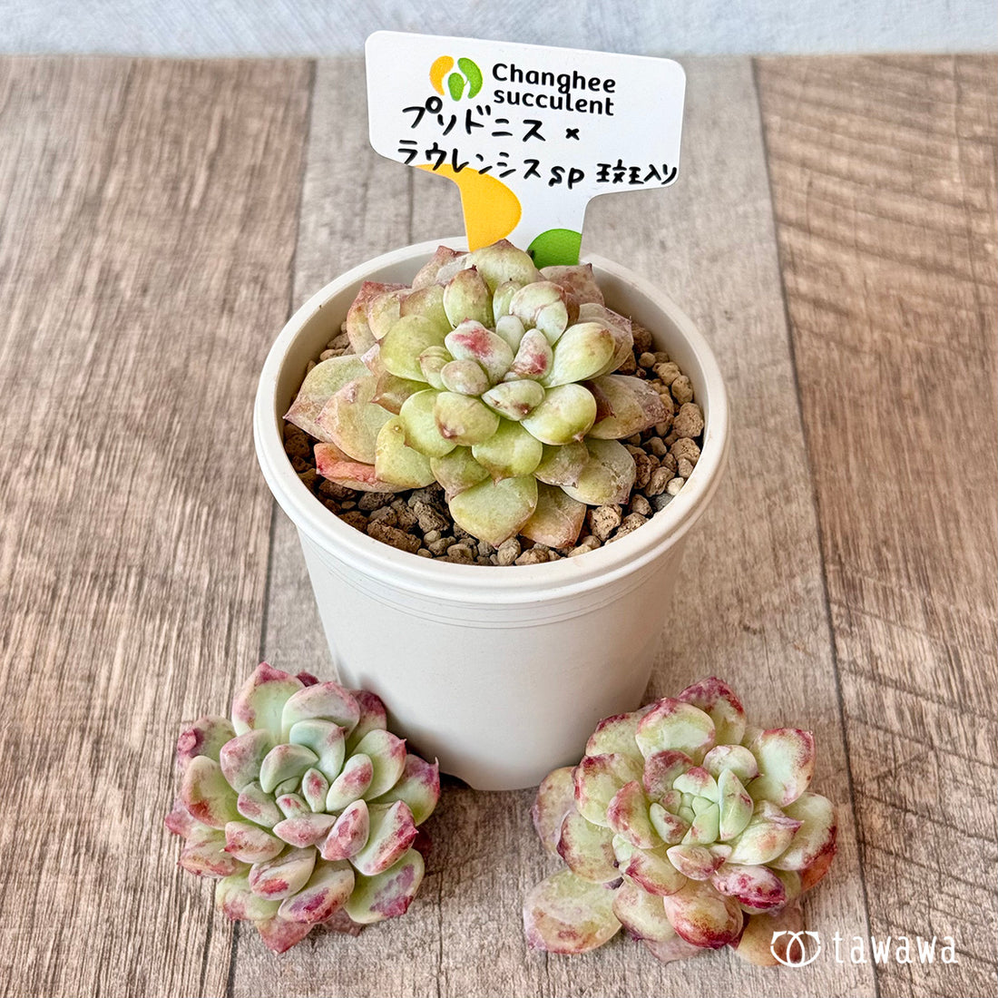 ＊新入荷＊　プリドニス×ラウレンシスsp　斑入り（チャンヒー農園苗）