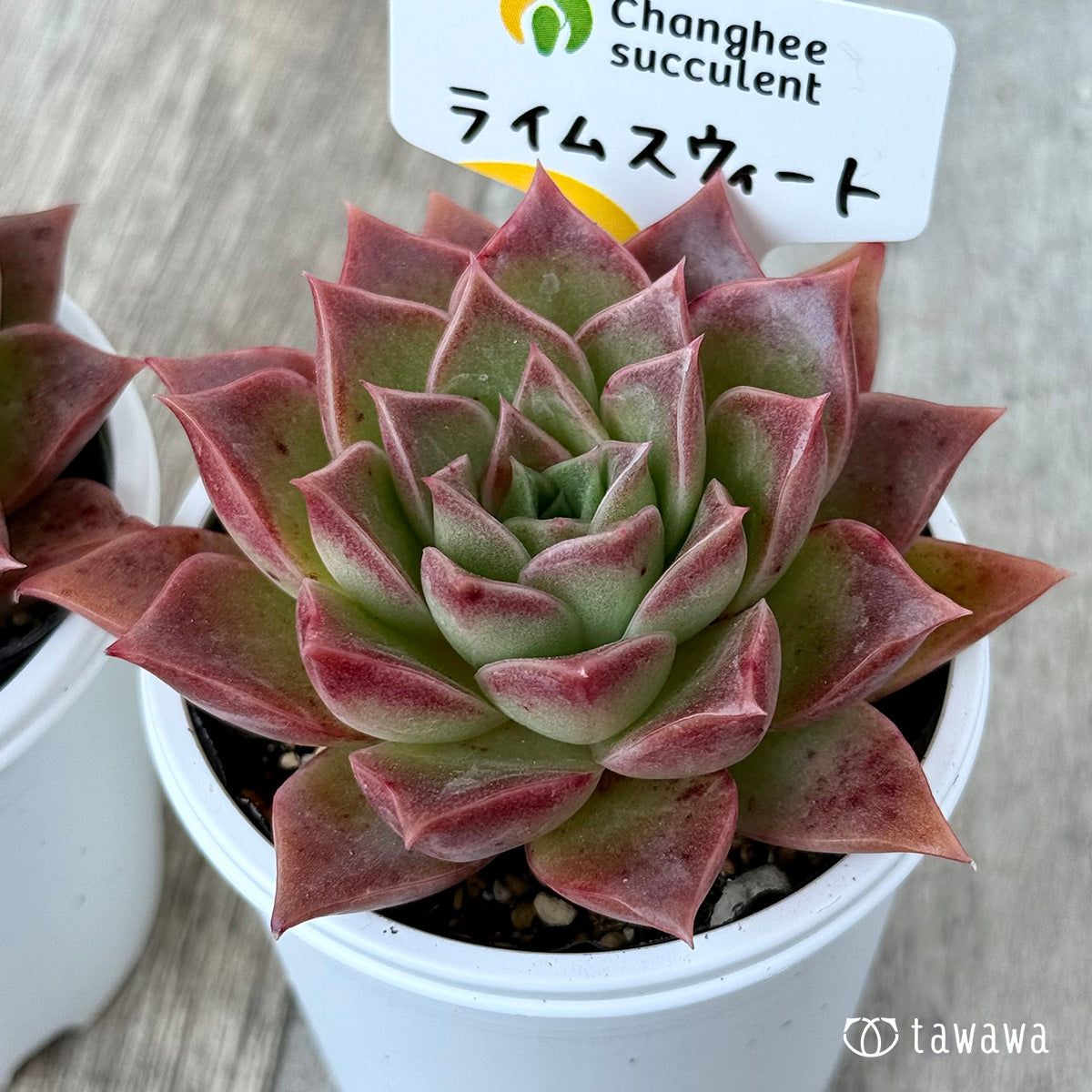 New Arrivals: Ice Green