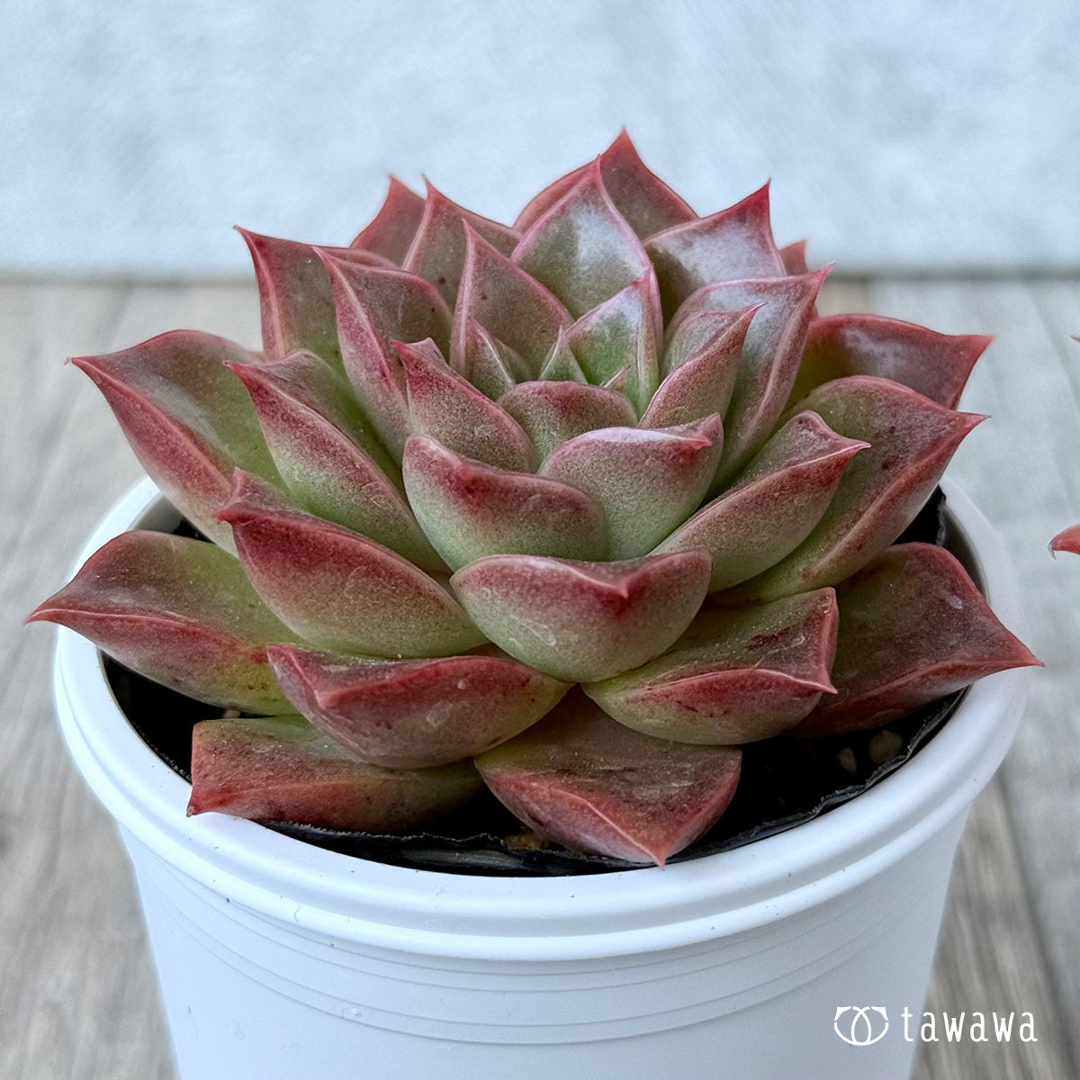 New Arrivals: Ice Green