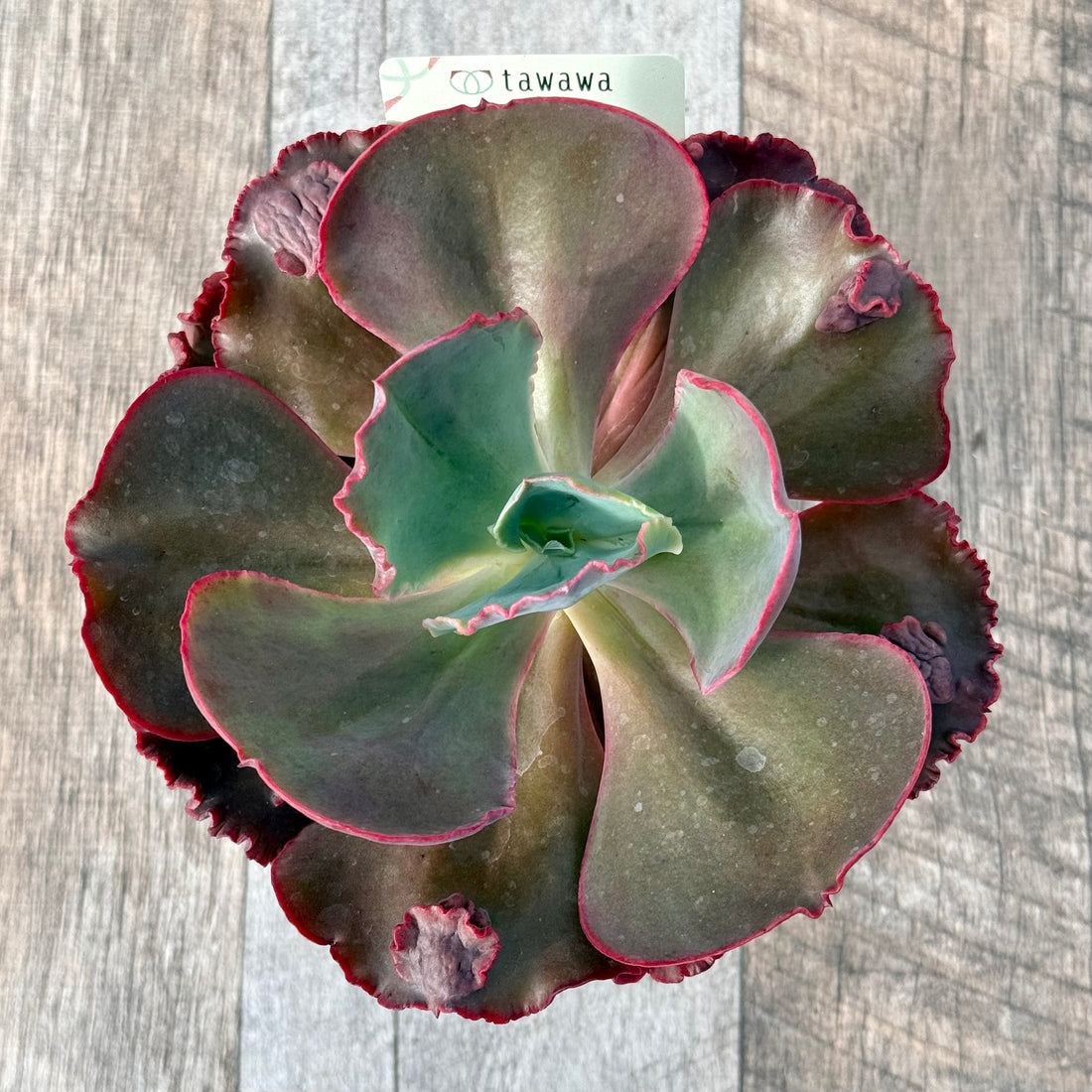 マウナロア 【tawawaハウス苗】