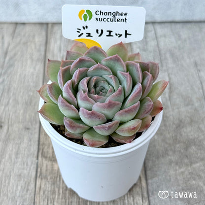 New Arrivals: Ice Green