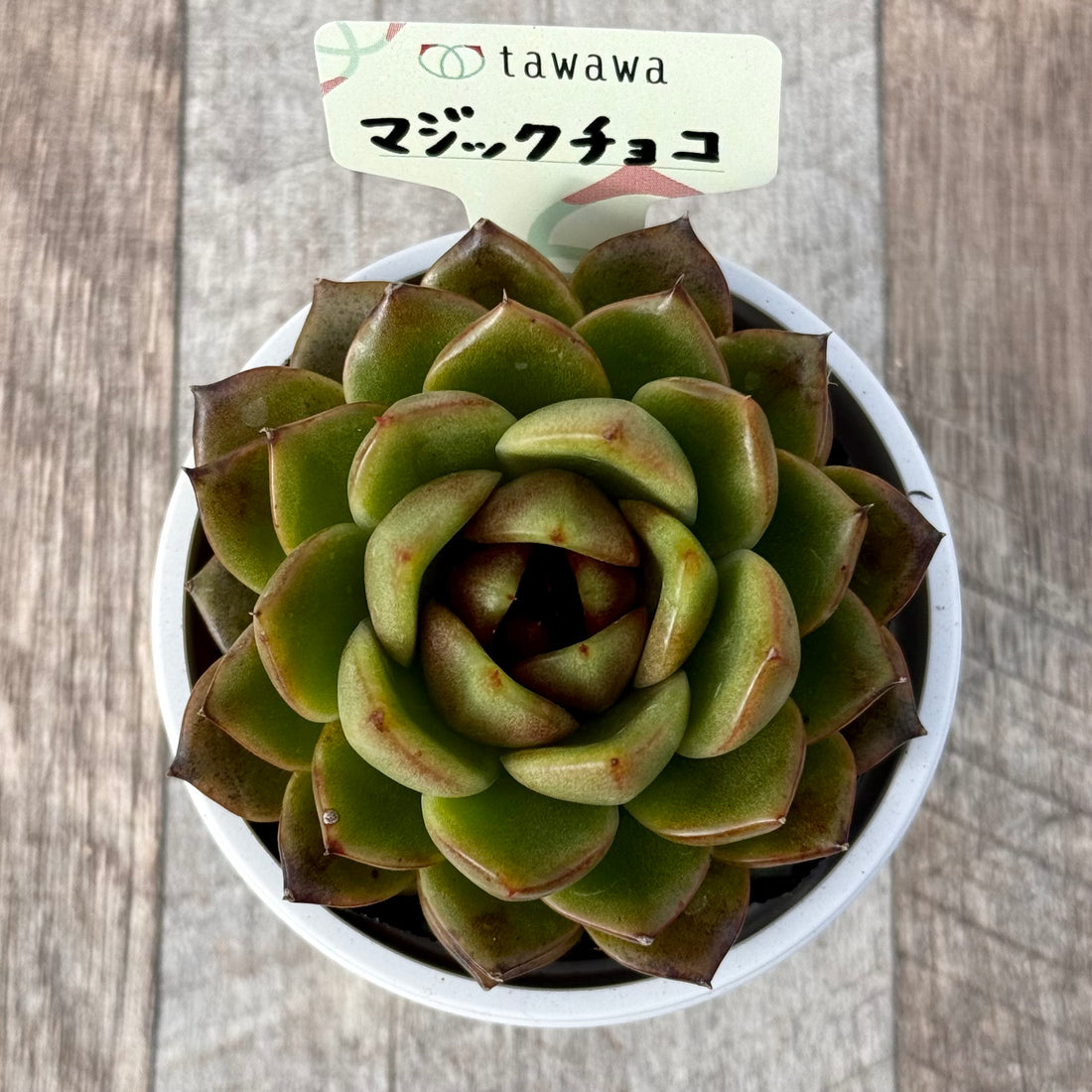 マジックチョコ 【tawawaハウス苗】