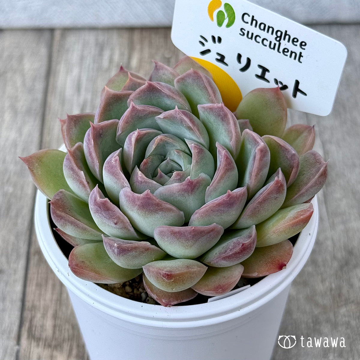 New Arrivals: Ice Green