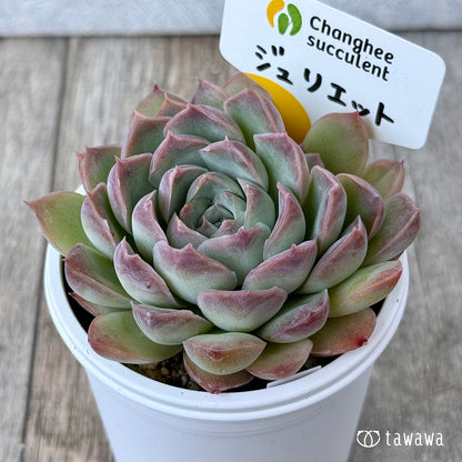 New Arrivals: Ice Green