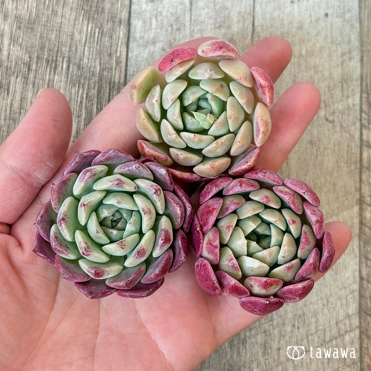 ＊新入荷＊　レッドサン【単頭苗】（チャンヒー農園苗）