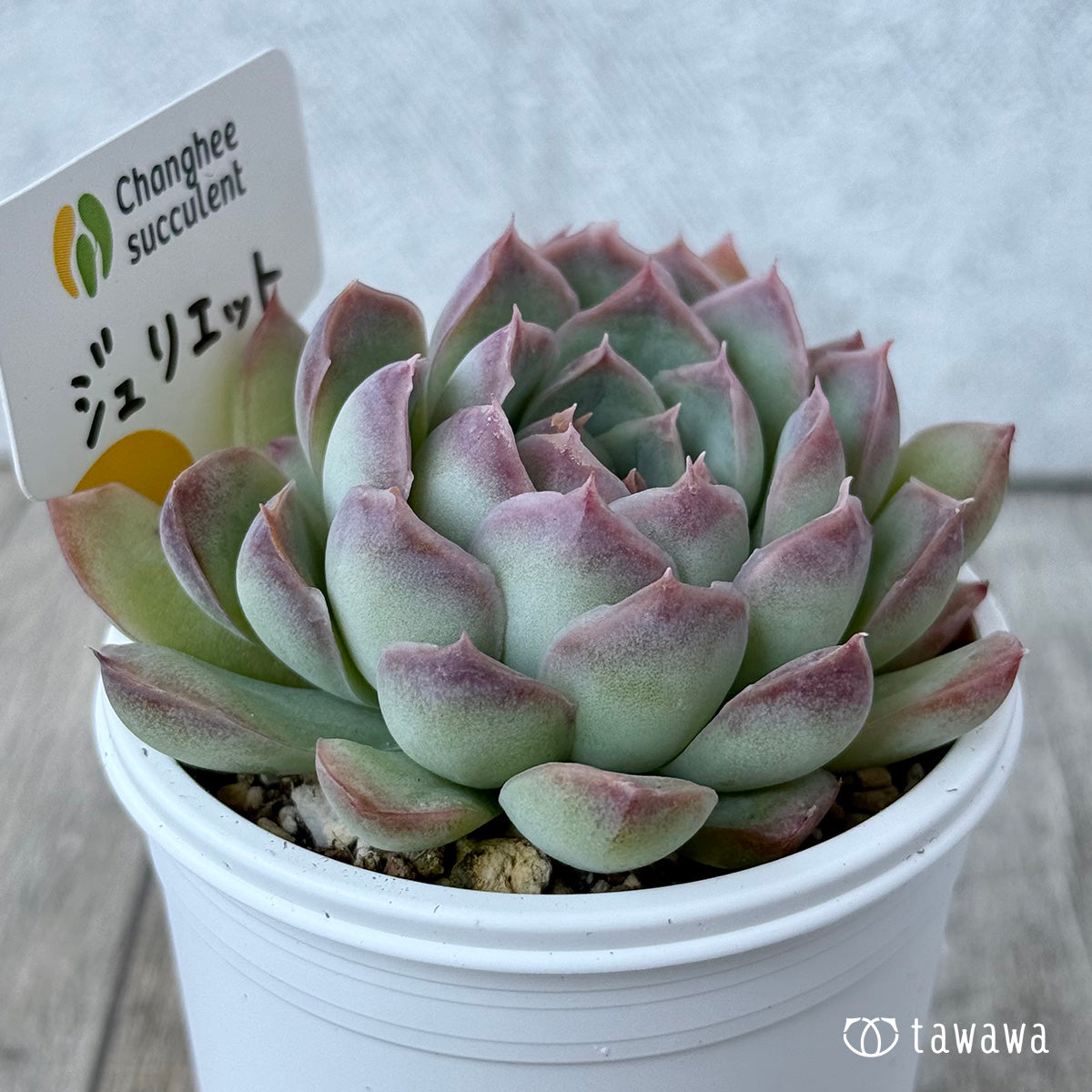 New Arrivals: Ice Green